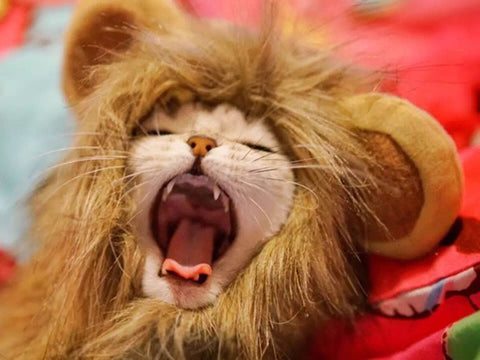 Lion Hair for Cats